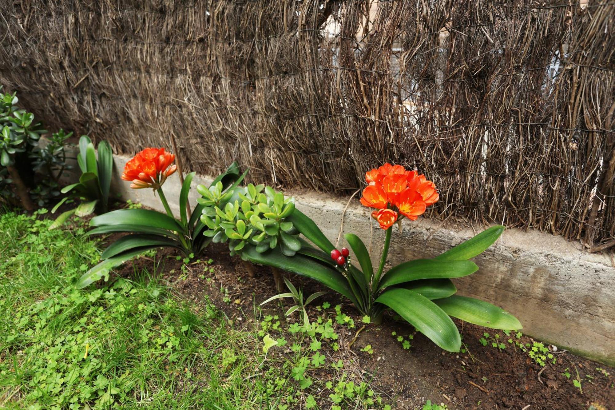 Two-Bedroom Apartment Garden