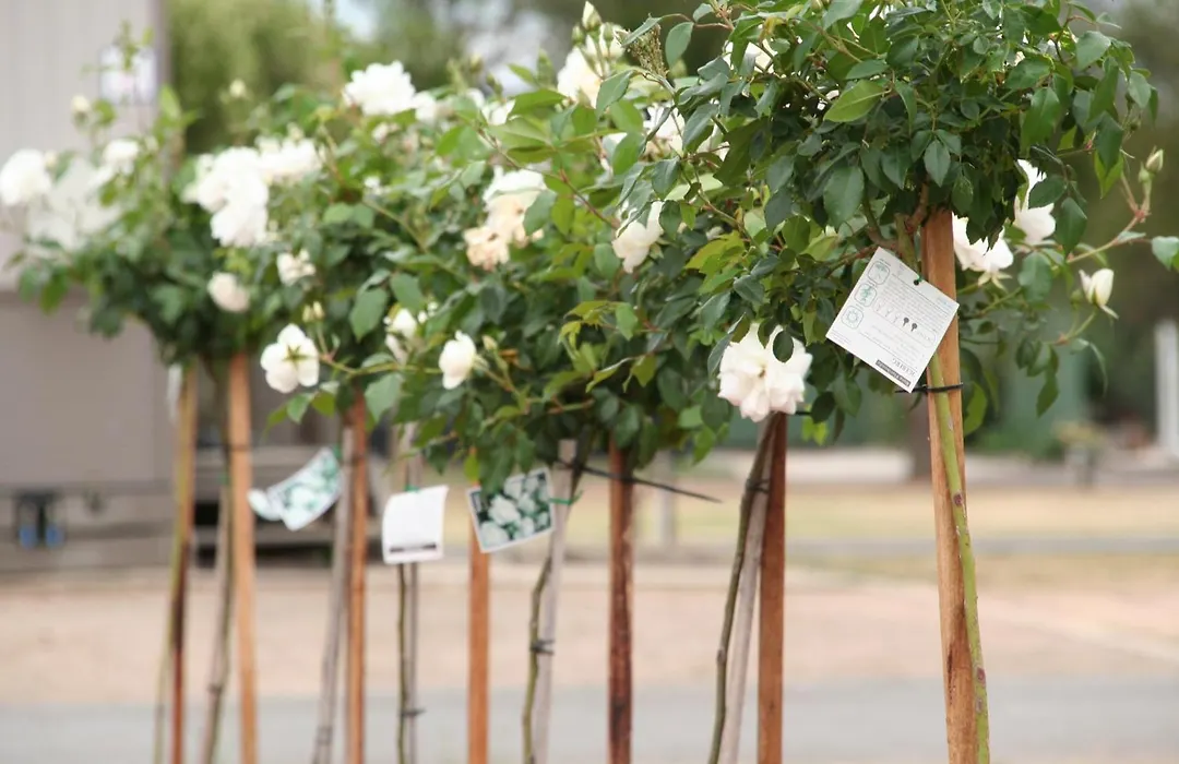 Big4 Shepparton Park Lane Holiday Park-1