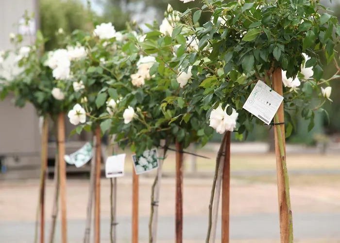 Big4 Shepparton Park Lane Holiday Park