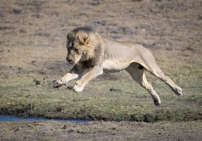 Jackalberry Chobe