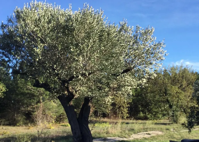 Perpignan Dans Oliveraie Tres Beau Gite 11 Pers