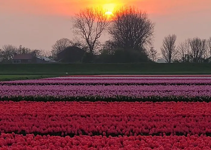 Romantisch Huisje Nabij Het Strand Met Uitzicht Op De Tulpenvelden