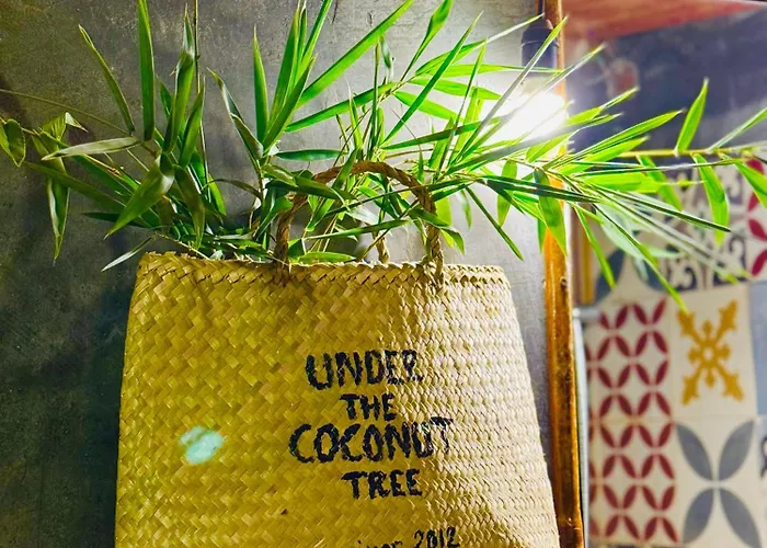 Under The Coconut Tree Hoi An