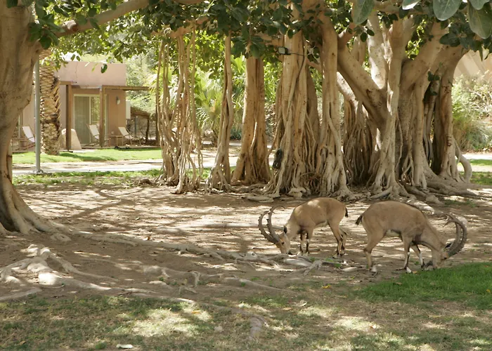 Ein Gedi Kibbutz Hotel