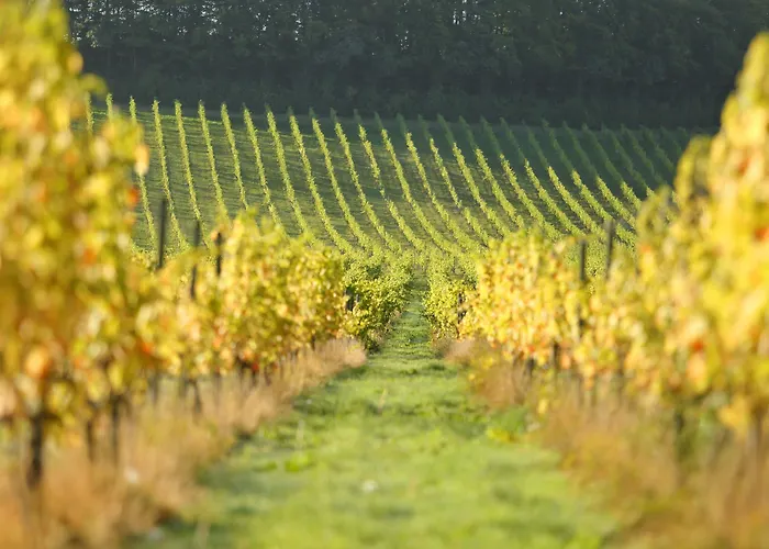 Denbies Vineyard Hotel