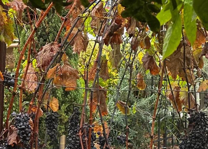 Chardonnay Lodge