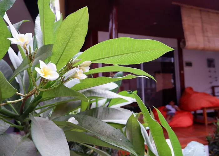 Bella Athena Garden