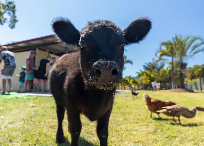 Big4 Adventure Whitsunday Resort