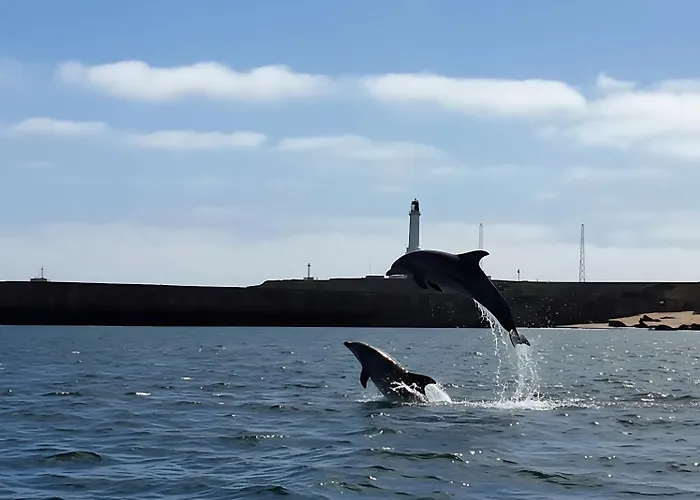 Aberdeen Lighthouse Cottages - Coastal, Dolphins