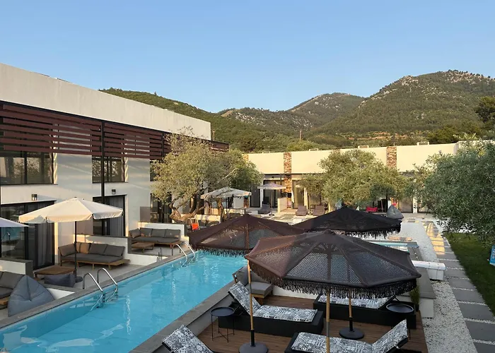 The Olive Hills