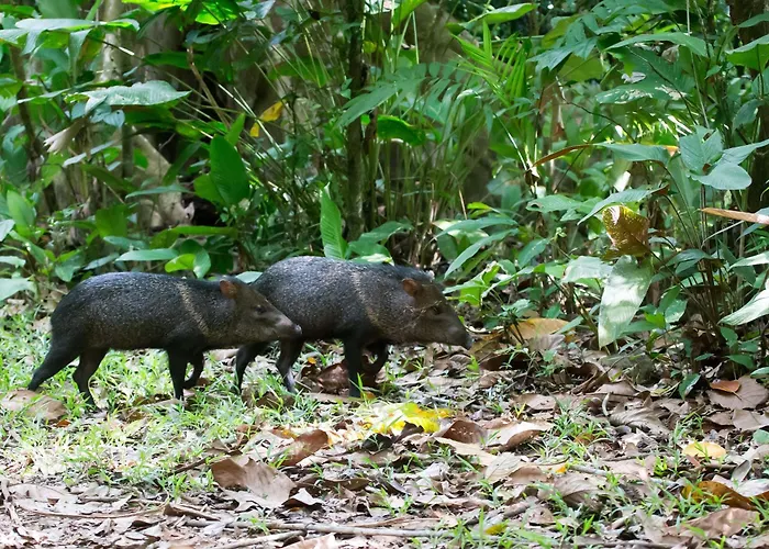 Finca Sueno De Osa