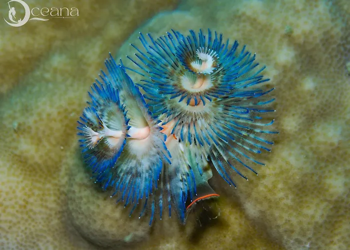 Oceana Dive Resort