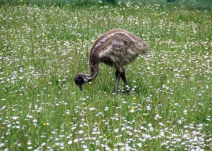 Runciman Berries And Emus B&B