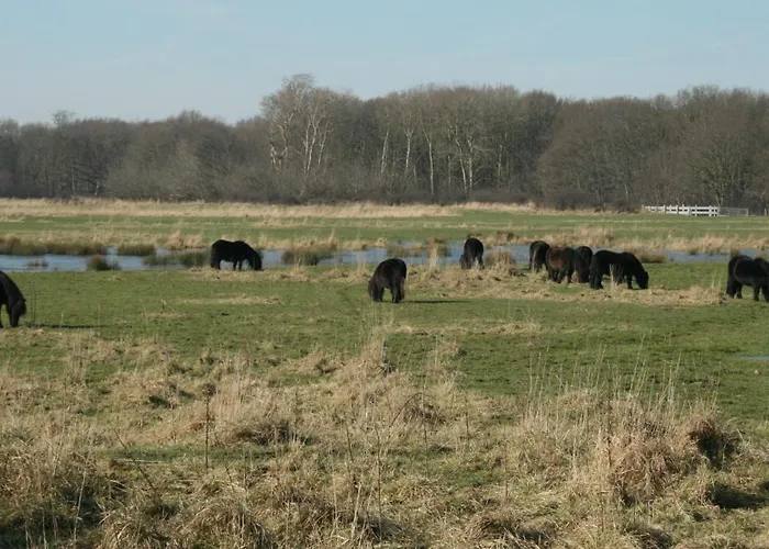 Budget Hotel Vrouwenpolder
