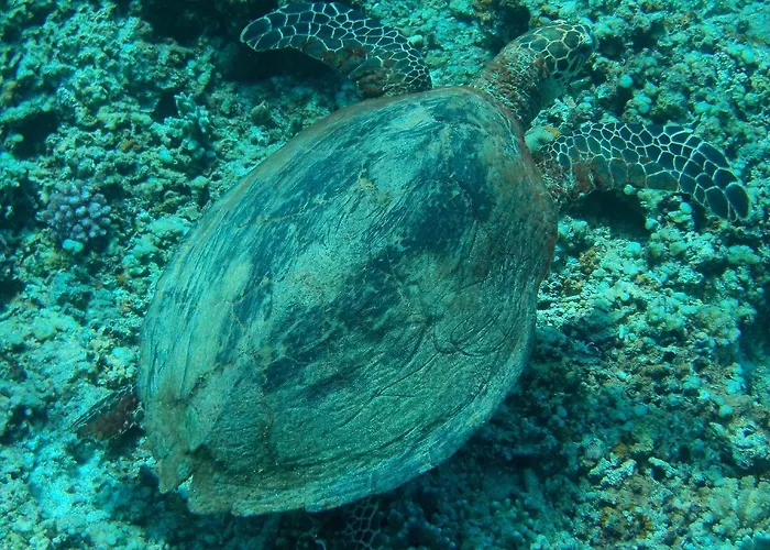 Sablayan Gustav'S Place Silver Beach Dive Resort